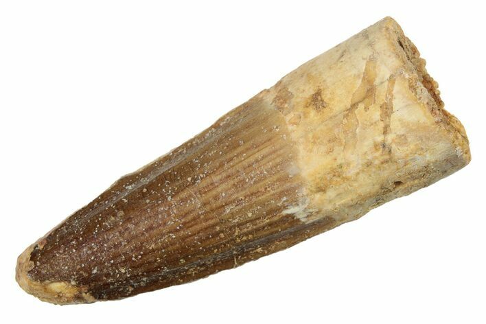 Fossil Spinosaurus Tooth - Real Dinosaur Tooth #234242